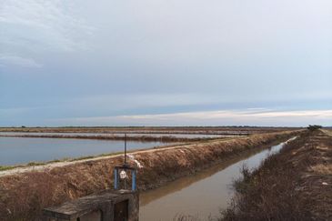 Felcra Changkat Lada, Seberang Perak, 3 Ekar Tanah Sawit, 3 Ekar Tanah Sawah & 1 banglo Lot Untuk Dijual