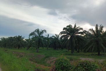 Felcra Changkat Lada, Seberang Perak, 3 Ekar Tanah Sawit, 3 Ekar Tanah Sawah & 1 banglo Lot Untuk Dijual