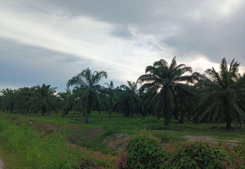 Felcra Changkat Lada, Seberang Perak, 3 Ekar Tanah Sawit, 3 Ekar Tanah Sawah & 1 banglo Lot Untuk Dijual