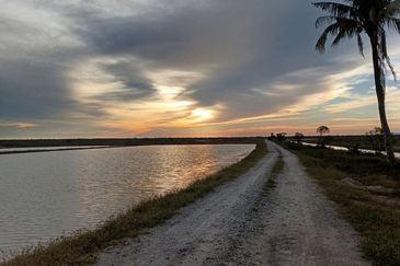 Felcra Changkat Lada, Seberang Perak, 3 Ekar Tanah Sawit, 3 Ekar Tanah Sawah & 1 banglo Lot Untuk Dijual