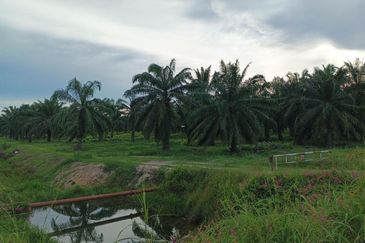 Felcra Changkat Lada, Seberang Perak, 3 Ekar Tanah Sawit, 3 Ekar Tanah Sawah & 1 banglo Lot Untuk Dijual
