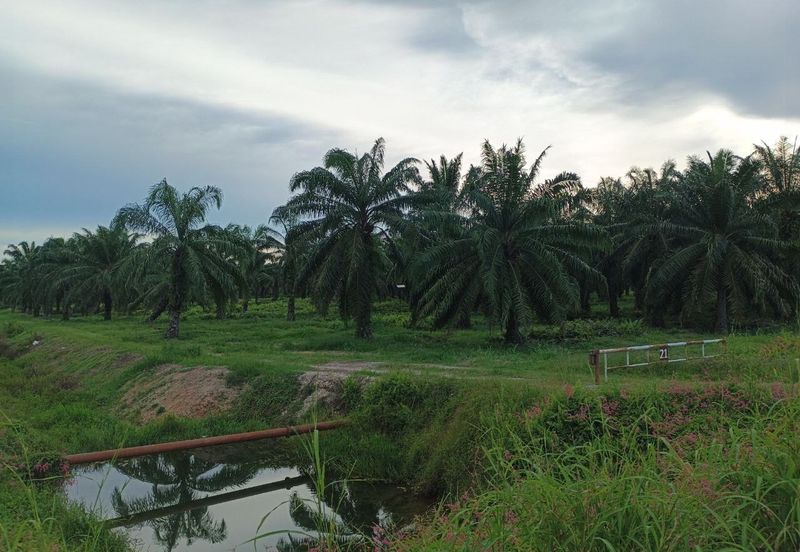 Felcra Changkat Lada, Seberang Perak, 3 Ekar Tanah Sawit, 3 Ekar Tanah Sawah & 1 banglo Lot Untuk Dijual