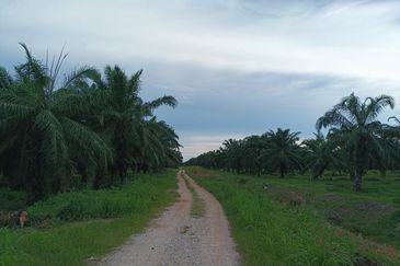 Felcra Changkat Lada, Seberang Perak, 3 Ekar Tanah Sawit, 3 Ekar Tanah Sawah & 1 banglo Lot Untuk Dijual