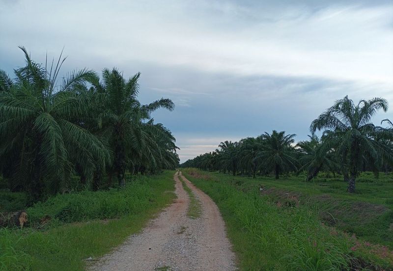 Felcra Changkat Lada, Seberang Perak, 3 Ekar Tanah Sawit, 3 Ekar Tanah Sawah & 1 banglo Lot Untuk Dijual