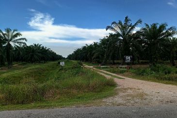 Felcra Changkat Lada, Seberang Perak, 3 Ekar Tanah Sawit, 3 Ekar Tanah Sawah & 1 banglo Lot Untuk Dijual