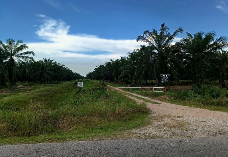 Felcra Changkat Lada, Seberang Perak, 3 Ekar Tanah Sawit, 3 Ekar Tanah Sawah & 1 banglo Lot Untuk Dijual