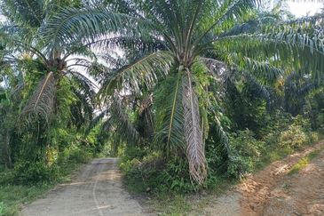 Kampung Ulu Ribu, Kuala Kangsar, Palm Oil Land For Sale