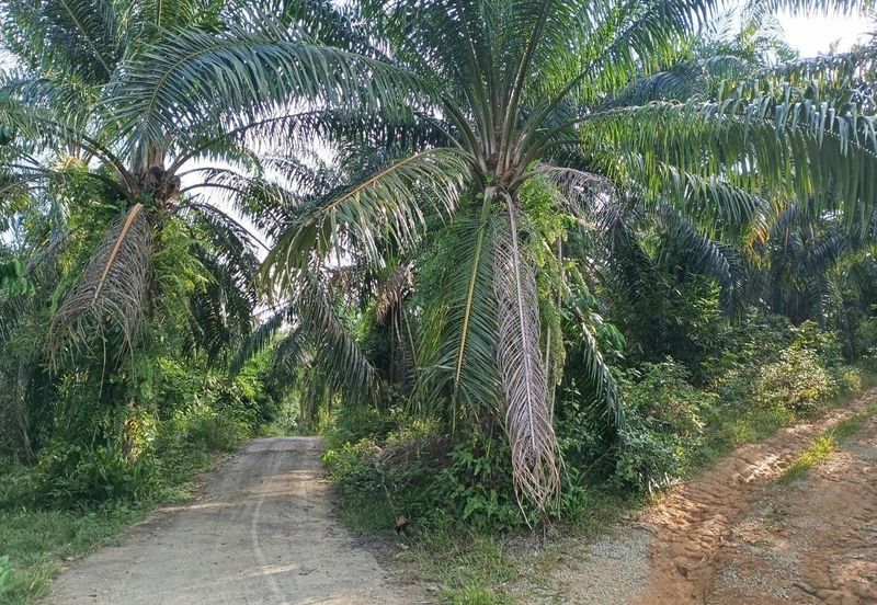 Kampung Ulu Ribu, Kuala Kangsar, Palm Oil Land For Sale
