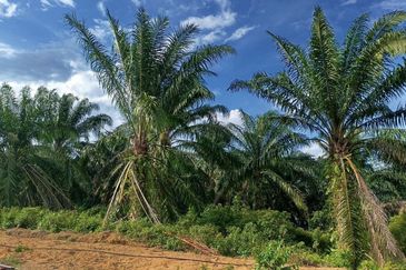Kampung Ulu Ribu, Kuala Kangsar, Palm Oil Land For Sale