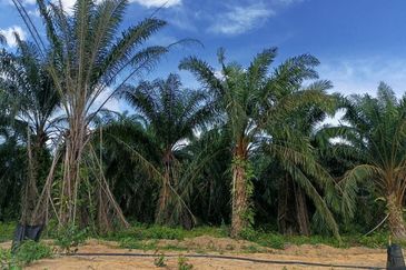 Kampung Ulu Ribu, Kuala Kangsar, Palm Oil Land For Sale
