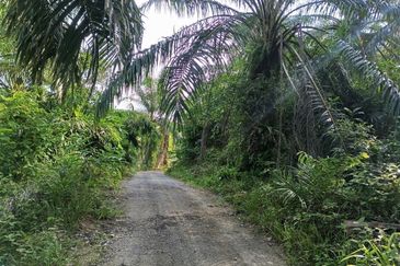 Kampung Ulu Ribu, Kuala Kangsar, Palm Oil Land For Sale