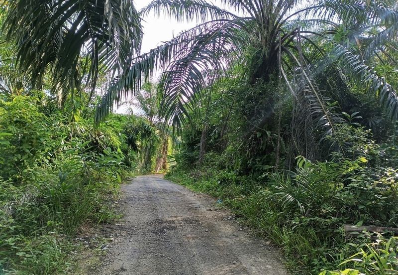 Kampung Ulu Ribu, Kuala Kangsar, Palm Oil Land For Sale