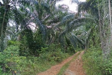 Kampung Ulu Ribu, Kuala Kangsar, Palm Oil Land For Sale
