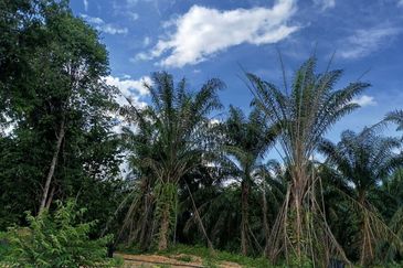 Kampung Ulu Ribu, Kuala Kangsar, Palm Oil Land For Sale