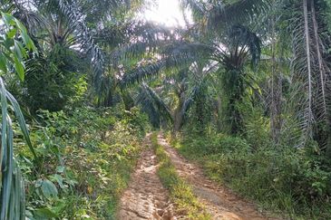 Kampung Ulu Ribu, Kuala Kangsar, Palm Oil Land For Sale