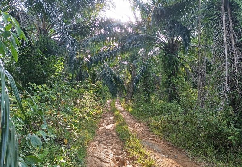 Kampung Ulu Ribu, Kuala Kangsar, Palm Oil Land For Sale