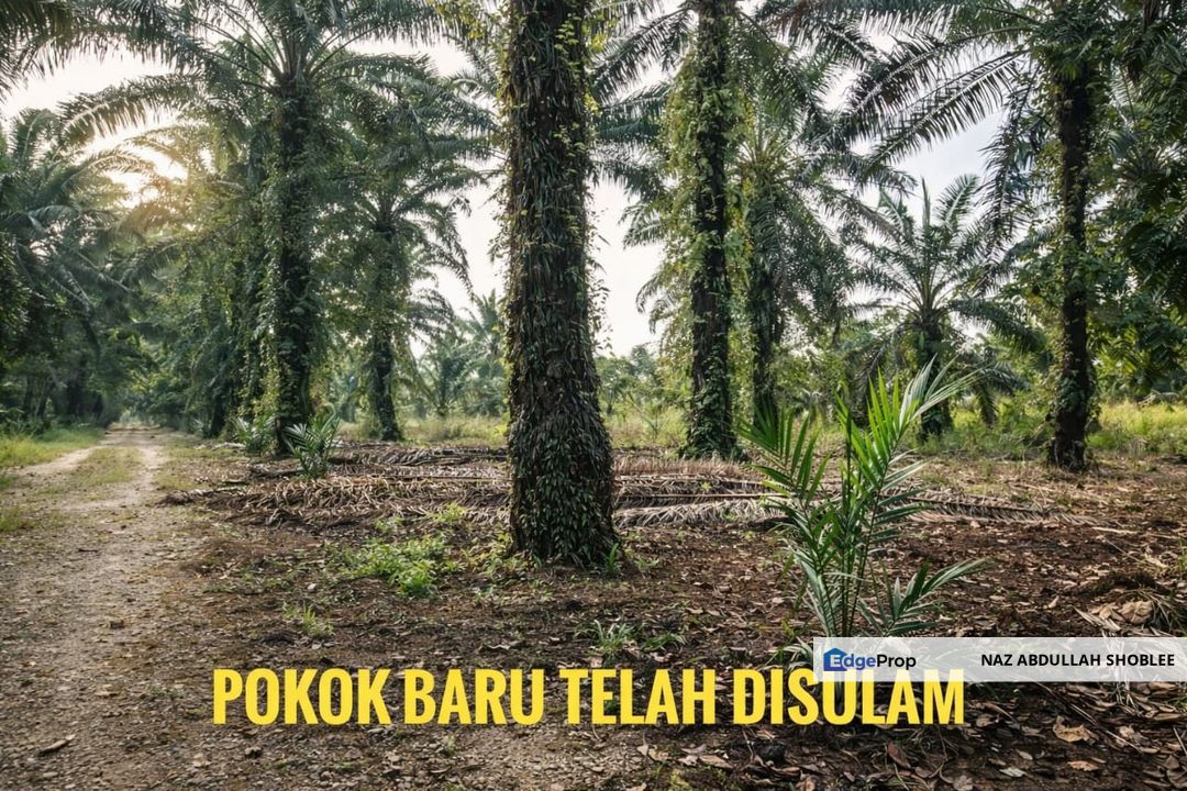 Pontian, Johor Palm Oil Land (NEAR MAINROAD), Johor, Pontian
