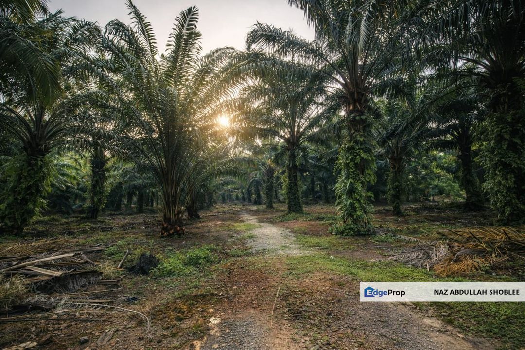 Pontian, Johor Palm Oil Land (NEAR MAINROAD), Johor, Pontian