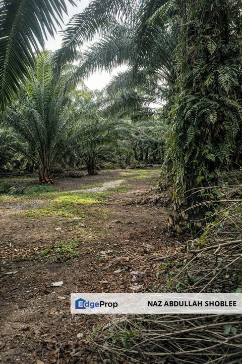 Pontian, Johor Palm Oil Land (NEAR MAINROAD), Johor, Pontian