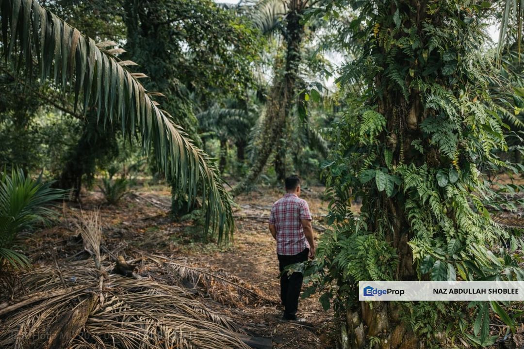 Pontian, Johor Palm Oil Land (NEAR MAINROAD), Johor, Pontian