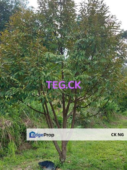 6 Year Dudian Trees Freehold Agricultural Land  , Pahang, Bentong