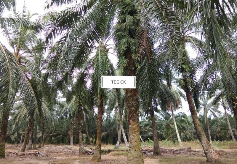 Land at Tanjung Dua Belas Kampung Olak Lempit Kuala Langat Banting For Sale