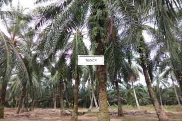 Land at Tanjung Dua Belas Kampung Olak Lempit Kuala Langat Banting For Sale