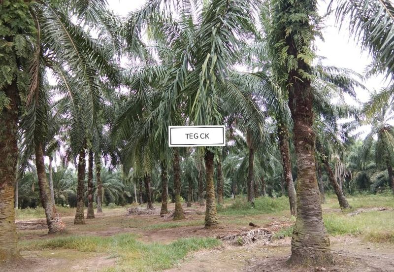 Land at Tanjung Dua Belas Kampung Olak Lempit Kuala Langat Banting For Sale