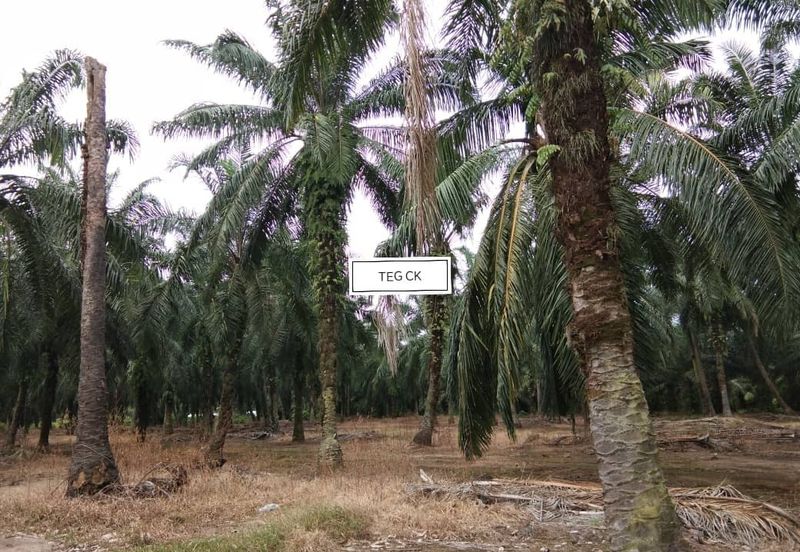 Land at Tanjung Dua Belas Kampung Olak Lempit Kuala Langat Banting For Sale