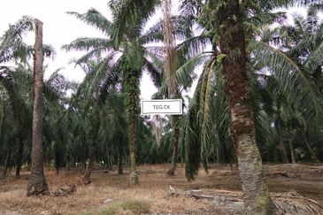 Land at Tanjung Dua Belas Kampung Olak Lempit Kuala Langat Banting For Sale