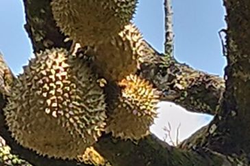 33 Acres of Agricultural Land in Seremban