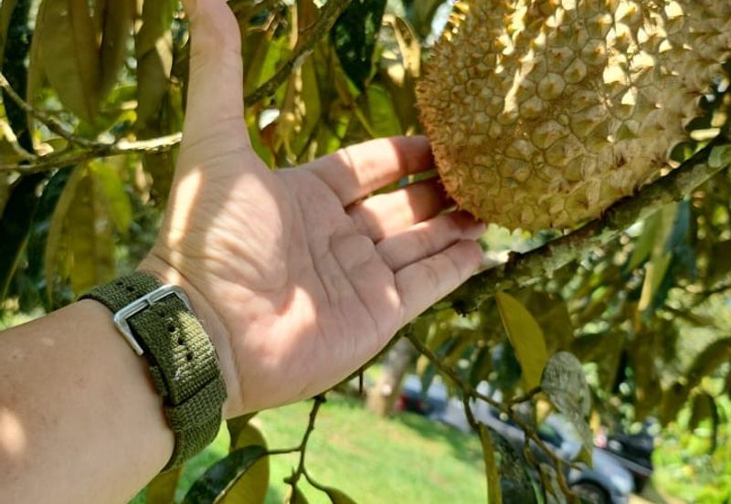 33 Acres of Agricultural Land in Seremban