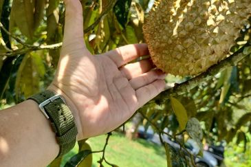 33 Acres of Agricultural Land in Seremban