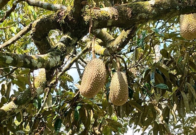 33 Acres of Agricultural Land in Seremban