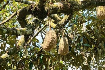 33 Acres of Agricultural Land in Seremban