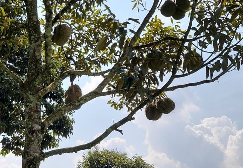 33 Acres of Agricultural Land in Seremban