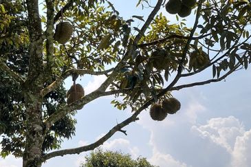 33 Acres of Agricultural Land in Seremban