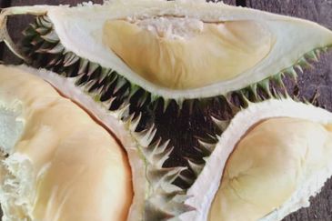 Menarik Tanah Langkawi l Luas Ada Infra l Luas 4.6 ekar l Ada Pokok Durian Rambutan Dokong Manggis