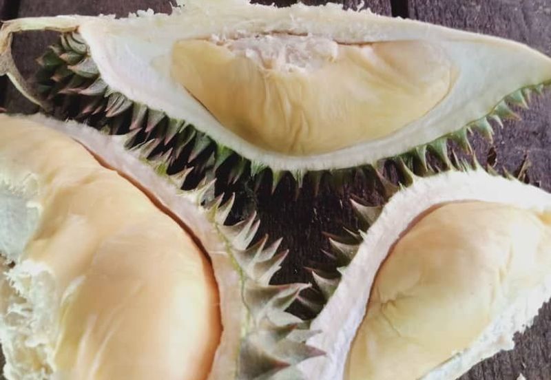 Menarik Tanah Langkawi l Luas Ada Infra l Luas 4.6 ekar l Ada Pokok Durian Rambutan Dokong Manggis