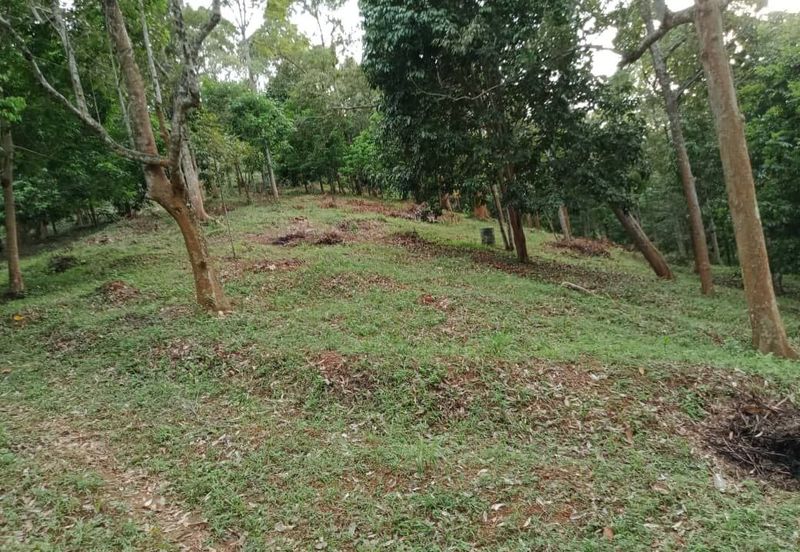 Menarik Tanah Langkawi l Luas Ada Infra l Luas 4.6 ekar l Ada Pokok Durian Rambutan Dokong Manggis