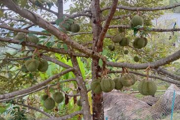 Menarik Tanah Langkawi l Luas Ada Infra l Luas 4.6 ekar l Ada Pokok Durian Rambutan Dokong Manggis