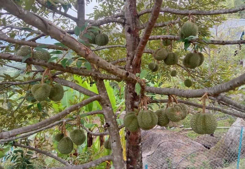 Menarik Tanah Langkawi l Luas Ada Infra l Luas 4.6 ekar l Ada Pokok Durian Rambutan Dokong Manggis