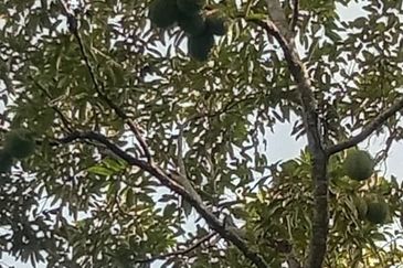 Menarik Tanah Langkawi l Luas Ada Infra l Luas 4.6 ekar l Ada Pokok Durian Rambutan Dokong Manggis