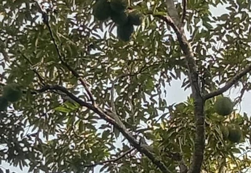 Menarik Tanah Langkawi l Luas Ada Infra l Luas 4.6 ekar l Ada Pokok Durian Rambutan Dokong Manggis