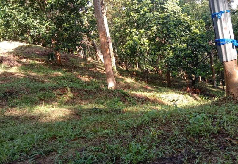 Menarik Tanah Langkawi l Luas Ada Infra l Luas 4.6 ekar l Ada Pokok Durian Rambutan Dokong Manggis