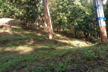 Menarik Tanah Langkawi l Luas Ada Infra l Luas 4.6 ekar l Ada Pokok Durian Rambutan Dokong Manggis