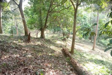 Menarik Tanah Langkawi l Luas Ada Infra l Luas 4.6 ekar l Ada Pokok Durian Rambutan Dokong Manggis