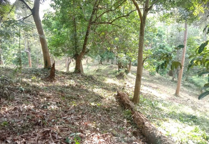Menarik Tanah Langkawi l Luas Ada Infra l Luas 4.6 ekar l Ada Pokok Durian Rambutan Dokong Manggis