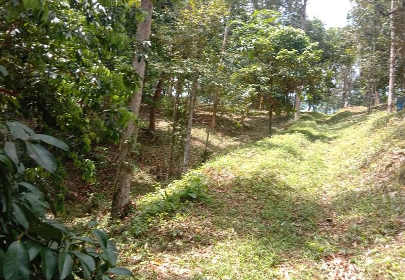 Menarik Tanah Langkawi l Luas Ada Infra l Luas 4.6 ekar l Ada Pokok Durian Rambutan Dokong Manggis