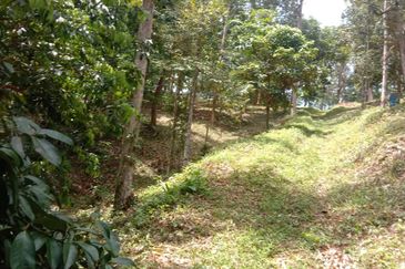 Menarik Tanah Langkawi l Luas Ada Infra l Luas 4.6 ekar l Ada Pokok Durian Rambutan Dokong Manggis